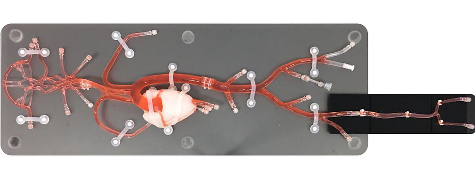 cardiovascular model